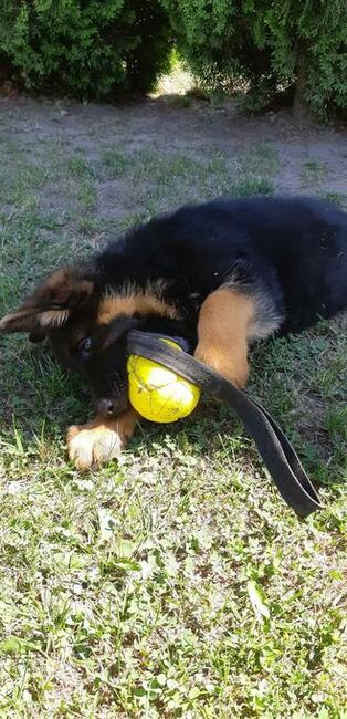 Szczenięta Owczarka Niemieckiego Krótkowłosego.