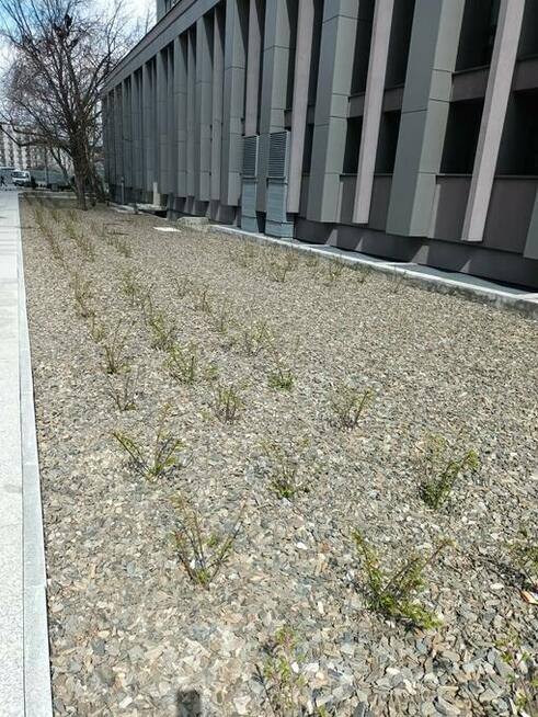 kora łupkowa, kora ozdobna TANIO, łupek, kruszywo