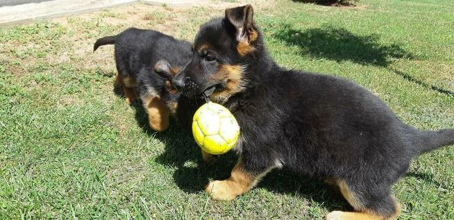 Szczenięta Owczarka Niemieckiego Krótkowłosego.