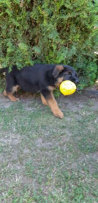 Szczenięta Owczarka Niemieckiego Krótkowłosego.