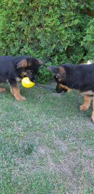 Szczenięta Owczarka Niemieckiego Krótkowłosego.