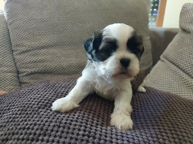 Szczeniaki rasy Shih Tzu
