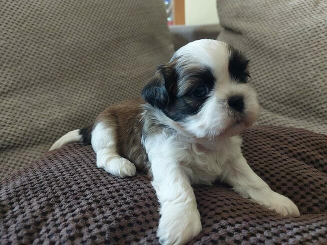 Szczeniaki rasy Shih Tzu