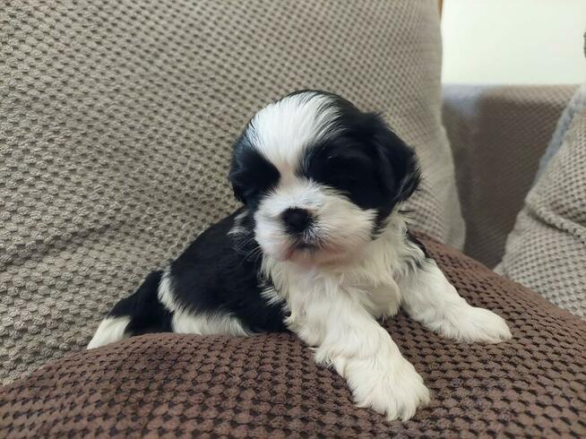 Szczeniaki rasy Shih Tzu