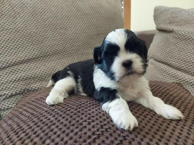 Szczeniaki rasy Shih Tzu