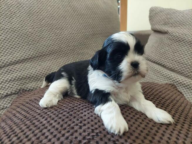 Szczeniaki rasy Shih Tzu