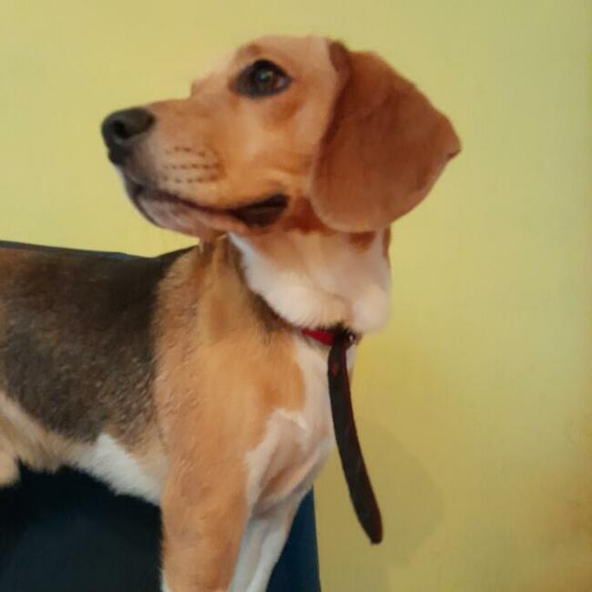 OPIEKA DLA ZWIERZĄT ŁÓDŹ całodobowa