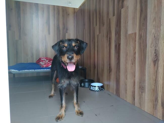 Hotel dla psów Aport