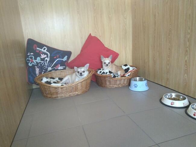 Hotel dla psów Aport