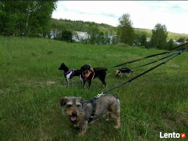 Hotel dla psów Aport