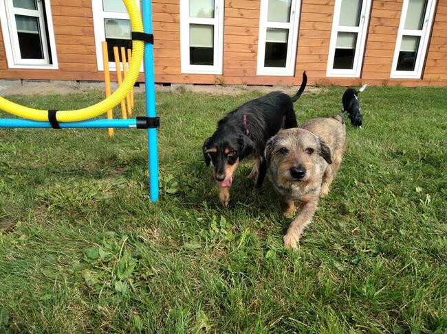 Hotel dla psów Aport