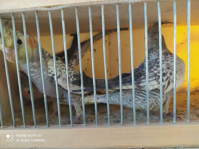 Papugi gołąbki zeberki