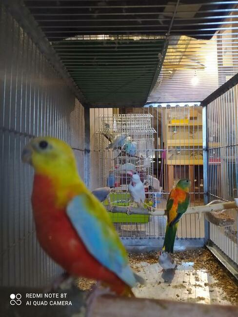 Papugi gołąbki zeberki