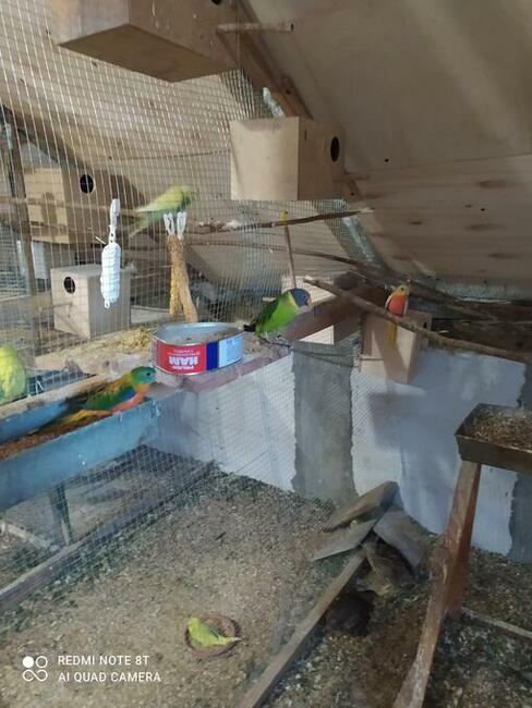 Papugi gołąbki zeberki