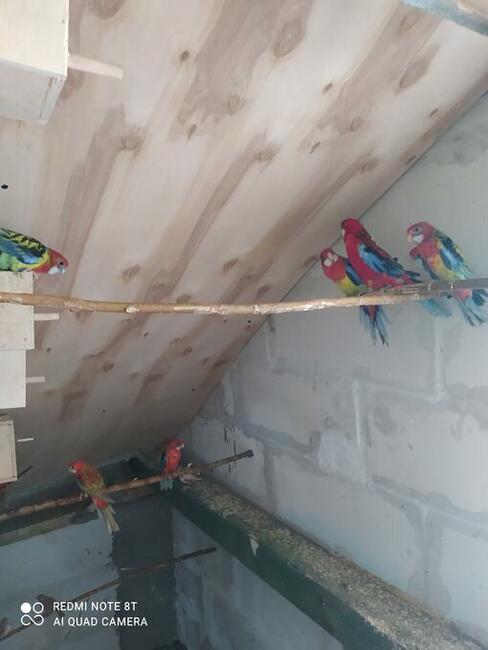 Papugi gołąbki zeberki