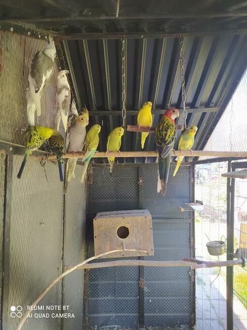 Papugi gołąbki zeberki