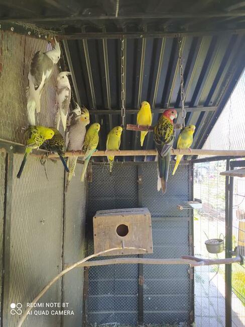 Papugi gołąbki zeberki