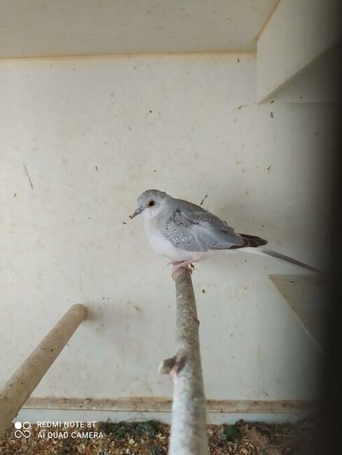 Papugi gołąbki zeberki