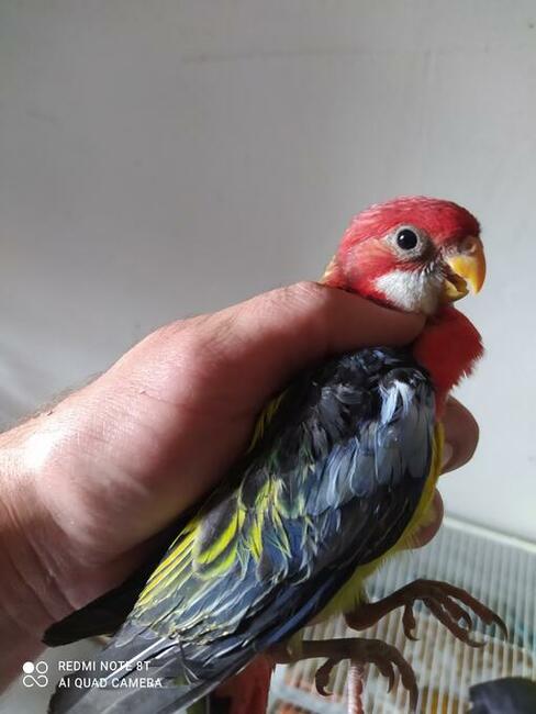 Papugi gołąbki zeberki