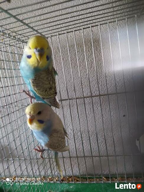Papugi gołąbki zeberki