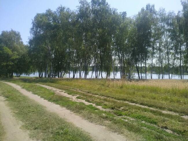 Działka w Głodowie 45 ar