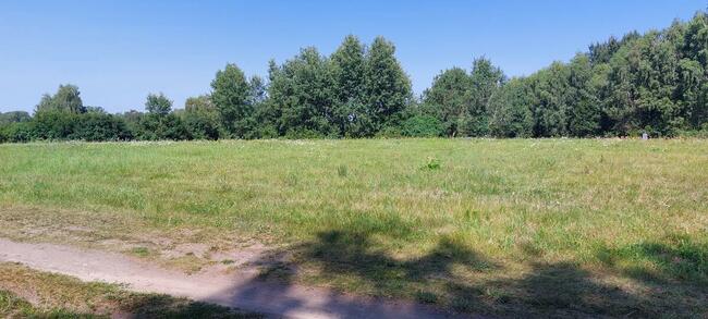 Działka w Głodowie 45 ar