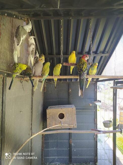 Zeberki ryżowce gołąbki papugi