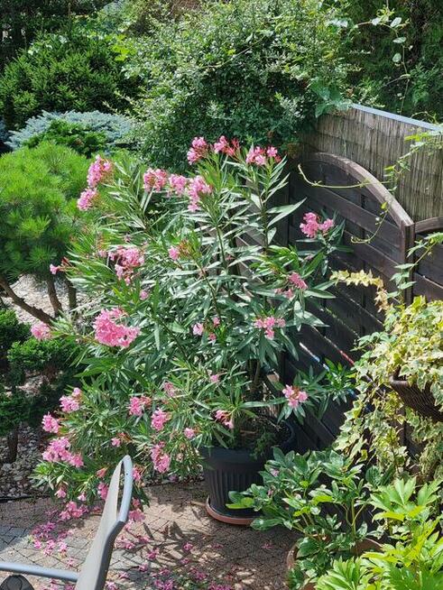 sprzedam oleander kwitnący