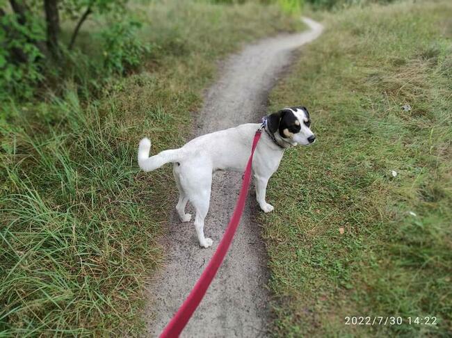 Młody piękny pozytywny psiak szuka PILNIE kochającego domu