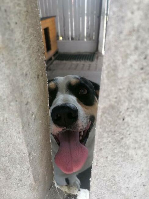 Młody piękny pozytywny psiak szuka PILNIE kochającego domu