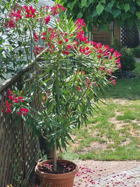 sprzedam oleander kwitnący