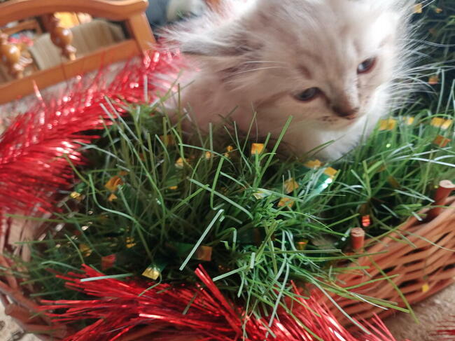 Kocięta Ragdoll Rumia