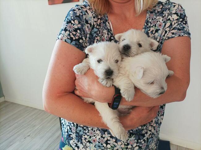 West Highland White Terier