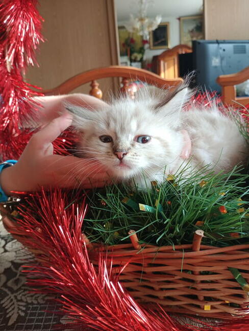 Kocięta Ragdoll Rumia