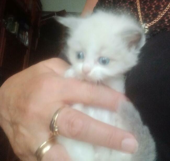 Kocięta Ragdoll Rumia