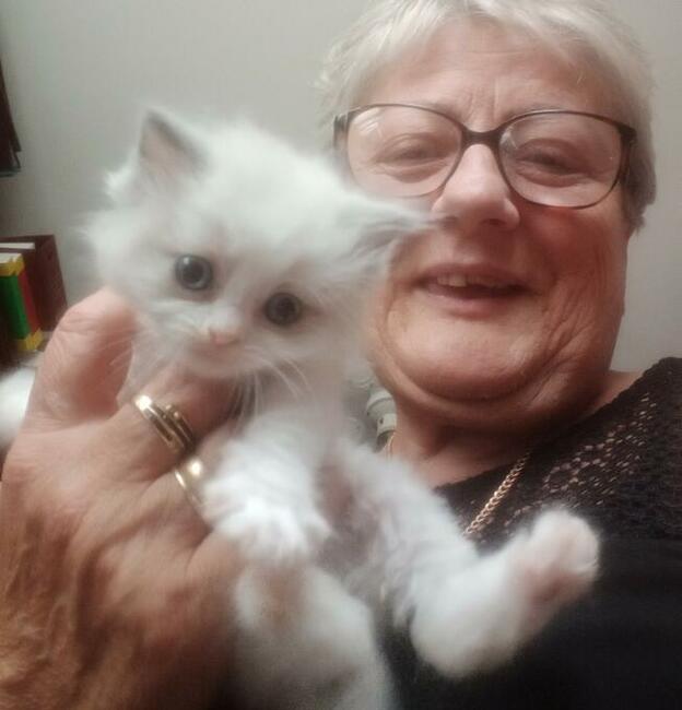 Kocięta Ragdoll Rumia