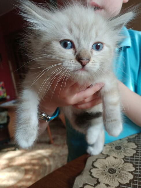 Kocięta Ragdoll Rumia