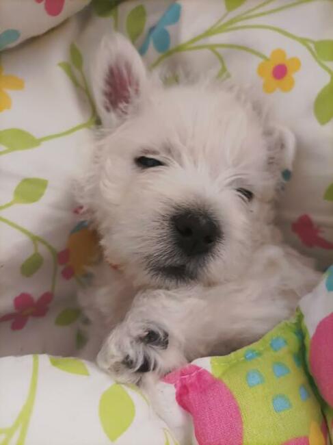 West Highland White Terier