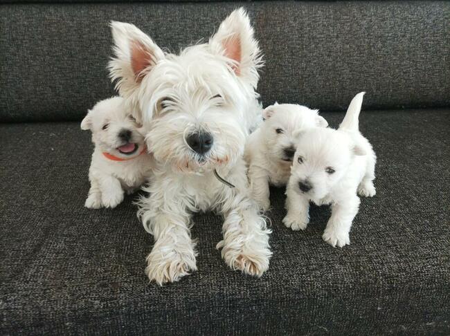 West Highland White Terier