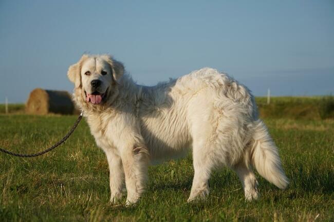 Achu_ w typie podhalana.