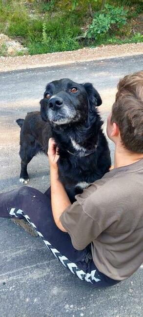 Do adopcji Hamlet, przytulas, senior, 19kg