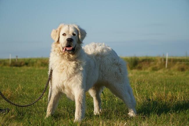 Achu_ w typie podhalana.