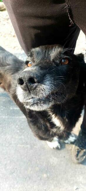 Do adopcji Hamlet, przytulas, senior, 19kg