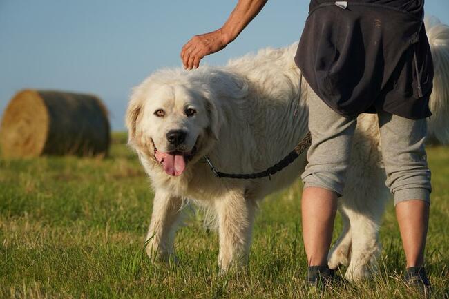 Achu_ w typie podhalana.