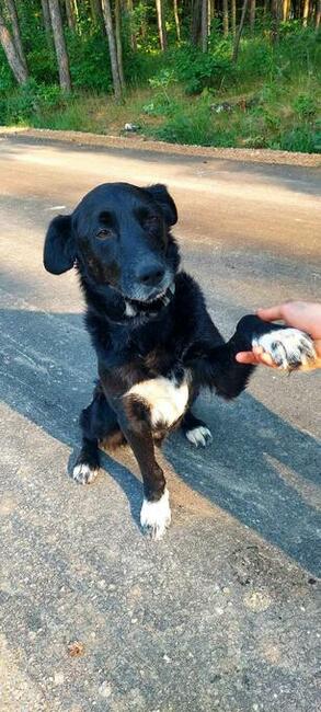 Do adopcji Hamlet, 19kg, kochany, ułożony psiak