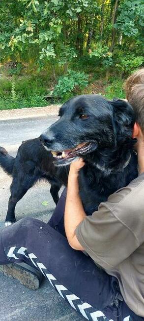 Do adopcji Hamlet, przytulas, senior, 19kg