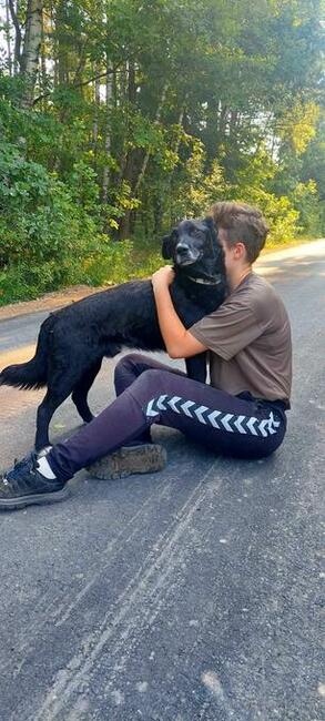 Do adopcji Hamlet, przytulas, senior, 19kg