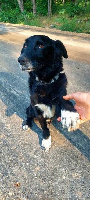 Do adopcji Hamlet, przytulas, senior, 19kg