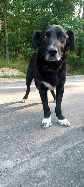 Do adopcji Hamlet, przytulas, senior, 19kg