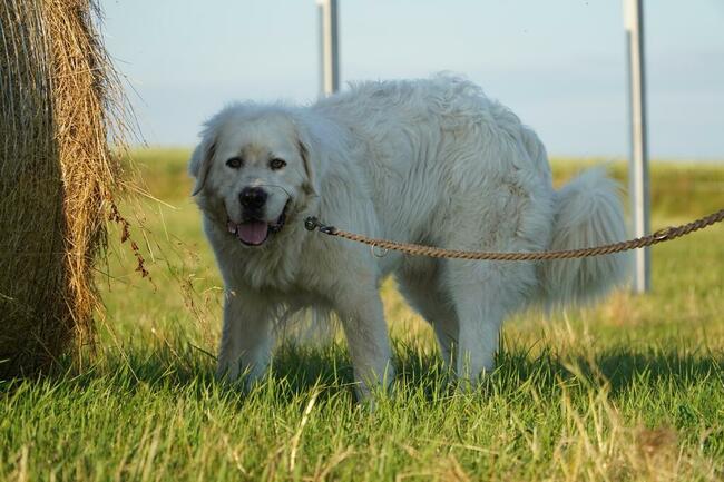 Achu_ w typie podhalana.